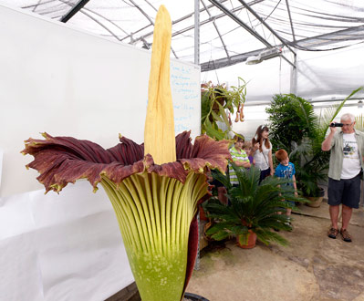 Rare corpse flower blooms at Michigan State - The Globe